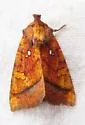Columbine Borer Moth - Hodges#9478 - Papaipema leucostigma