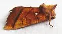 Columbine Borer Moth - Hodges#9478 - photo 2