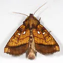 Columbine Borer Moth - Hodges#9478 - photo 3