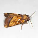 Columbine Borer Moth - Hodges#9478 - photo 4