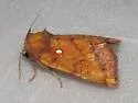 Columbine Borer Moth - Hodges#9478 - photo 5