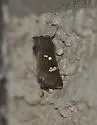 Vernonia Borer - Hodges#9507 - photo 2
