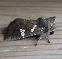 Vernonia Borer - Hodges#9507 - photo 3