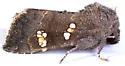 Vernonia Borer - Hodges#9507 - photo 4