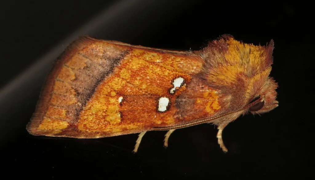Loosestrife Borer - Hodges#9479 - photo 2