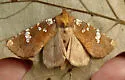 Brick-Red Borer Moth - Hodges#9492