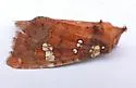 Brick-Red Borer Moth - Hodges#9492 - photo 4