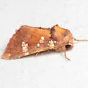 Brick-Red Borer Moth - Hodges#9492 - photo 5
