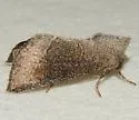 Maritime Sunflower Borer - Hodges#9500 - photo 2