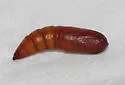 Maritime Sunflower Borer - Hodges#9500 - photo 3