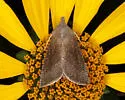 Maritime Sunflower Borer - Hodges#9500 - photo 5