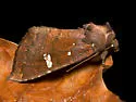 Mather’s Giant Cane Borer - Hodges#9464.2 - photo 2