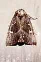 Stalk Borer - Hodges#9496