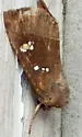 Stalk Borer - Hodges#9496 - photo 2