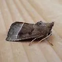 Stalk Borer - Hodges#9496 - photo 3
