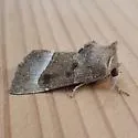 Stalk Borer - Hodges#9496 - photo 4