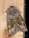 Stalk Borer - Hodges#9496 - photo 5