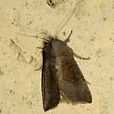 Sunflower Borer Moth - Hodges#9497
