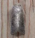 Sunflower Borer Moth - Hodges#9497 - photo 2