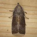 Sunflower Borer Moth - Hodges#9497 - photo 3