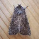 Sunflower Borer Moth - Hodges#9497 - photo 4