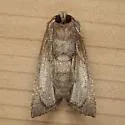 Sunflower Borer Moth - Hodges#9497 - photo 5