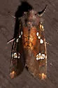 Turtle head borer moth - Hodges#9490 - photo 2