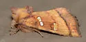 Bracken Borer Moth - Hodges#9480 - Papaipema pterisii