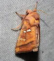 Bracken Borer Moth - Hodges#9480 - photo 2