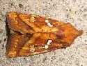 Bracken Borer Moth - Hodges#9480 - photo 3