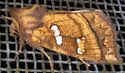 Bracken Borer Moth - Hodges#9480 - photo 4