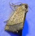 Rigid Sunflower Borer - Hodges#9503