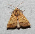 Rigid Sunflower Borer - Hodges#9503 - photo 2