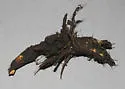 Rigid Sunflower Borer - Hodges#9503 - photo 3