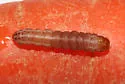 Rigid Sunflower Borer - Hodges#9503 - photo 4