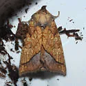 Rigid Sunflower Borer - Hodges#9503 - photo 5