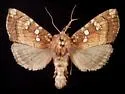Mayapple borer moth - Hodges#9484 - Papaipema rutila