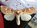 Mayapple borer moth - Hodges#9484 - photo 4