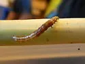 Mayapple borer moth - Hodges#9484 - photo 5