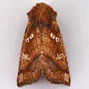 Papaipema sauzalitae - Hodges#9474