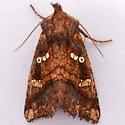 Papaipema sauzalitae - Hodges#9474 - photo 4