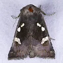 Culver's Root Borer Moth - Hodges#9506 - photo 2