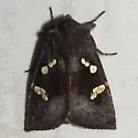 Culver's Root Borer Moth - Hodges#9506 - photo 3