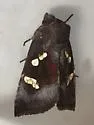 Culver's Root Borer Moth - Hodges#9506 - photo 4