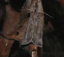 Silphius borer moth - Hodges#9498 - photo 3