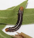 Silphius borer moth - Hodges#9498 - photo 4