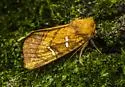 Osmunda Borer - Hodges#9482 - photo 2
