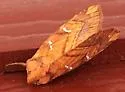 Osmunda Borer - Hodges#9482 - photo 4