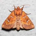 Osmunda Borer - Hodges#9482 - photo 5