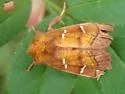 Chain Fern Borer Moth - Hodges#9481
